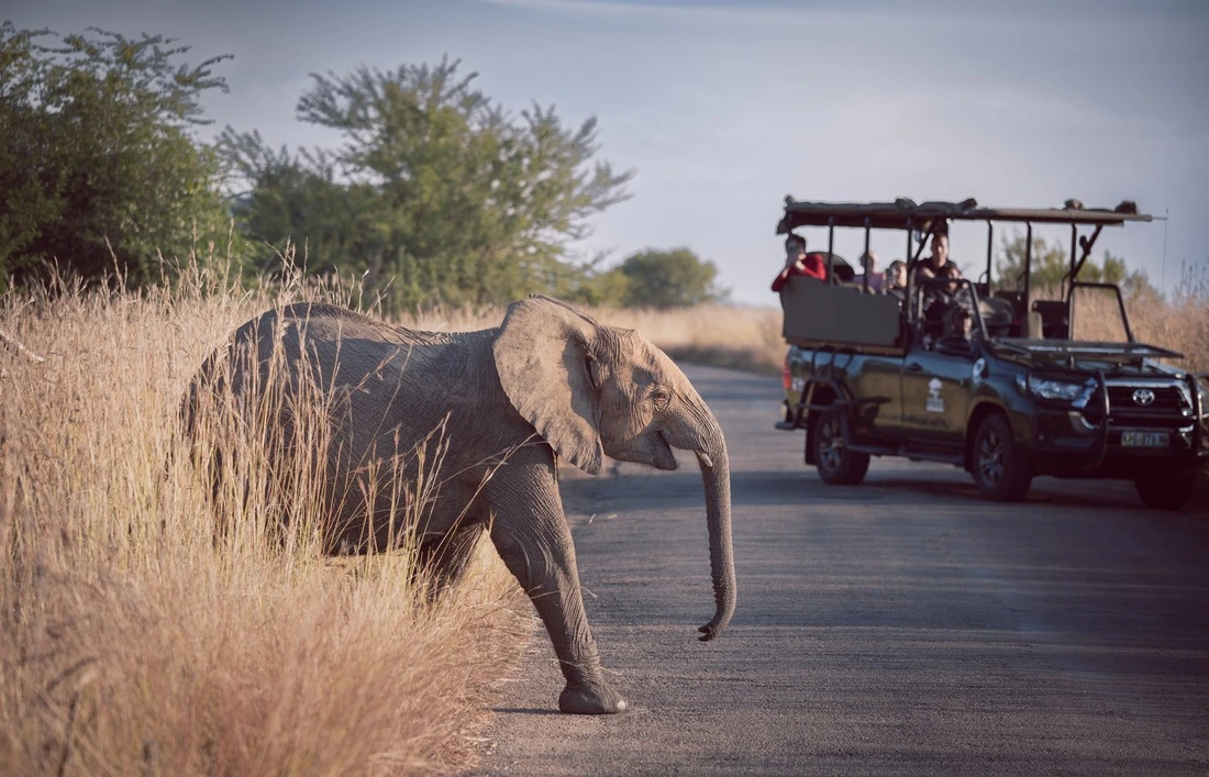 Spotting an elephant on a game drive Safari