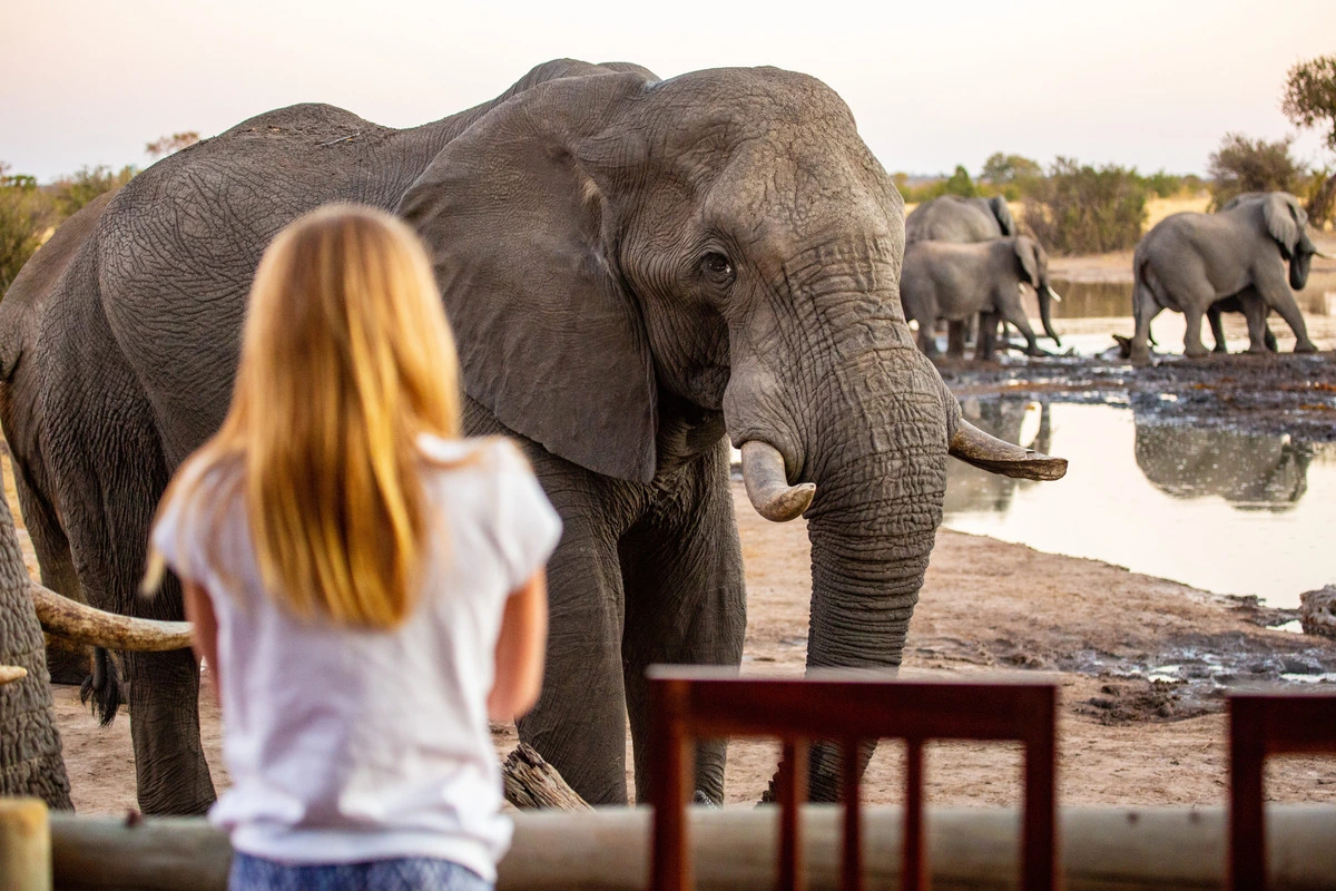 Looking at an elephant at Hwange National Park Zimbabwe