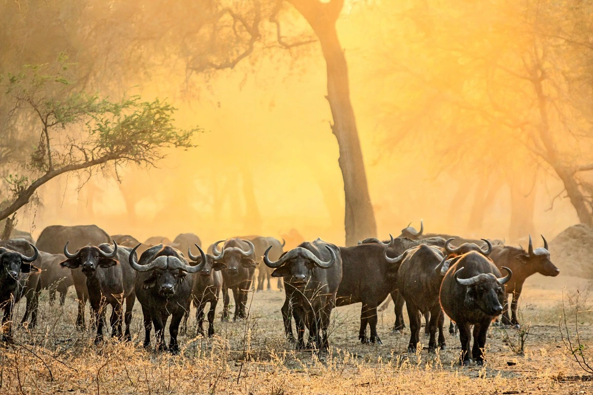 Bulls in Lower Zambezi National Park Zambia