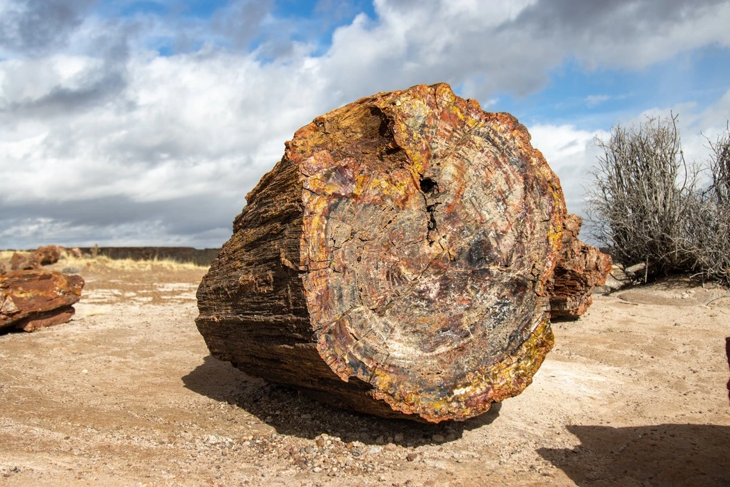 Petrified Wood in Petrified Forest