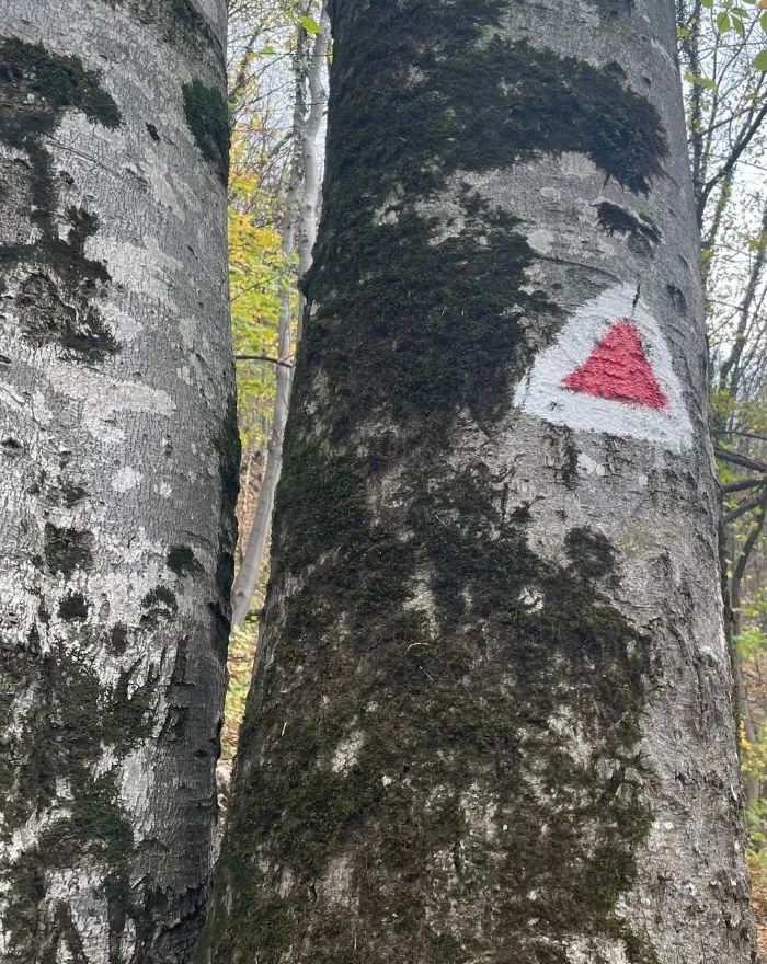 Red triangle on trees