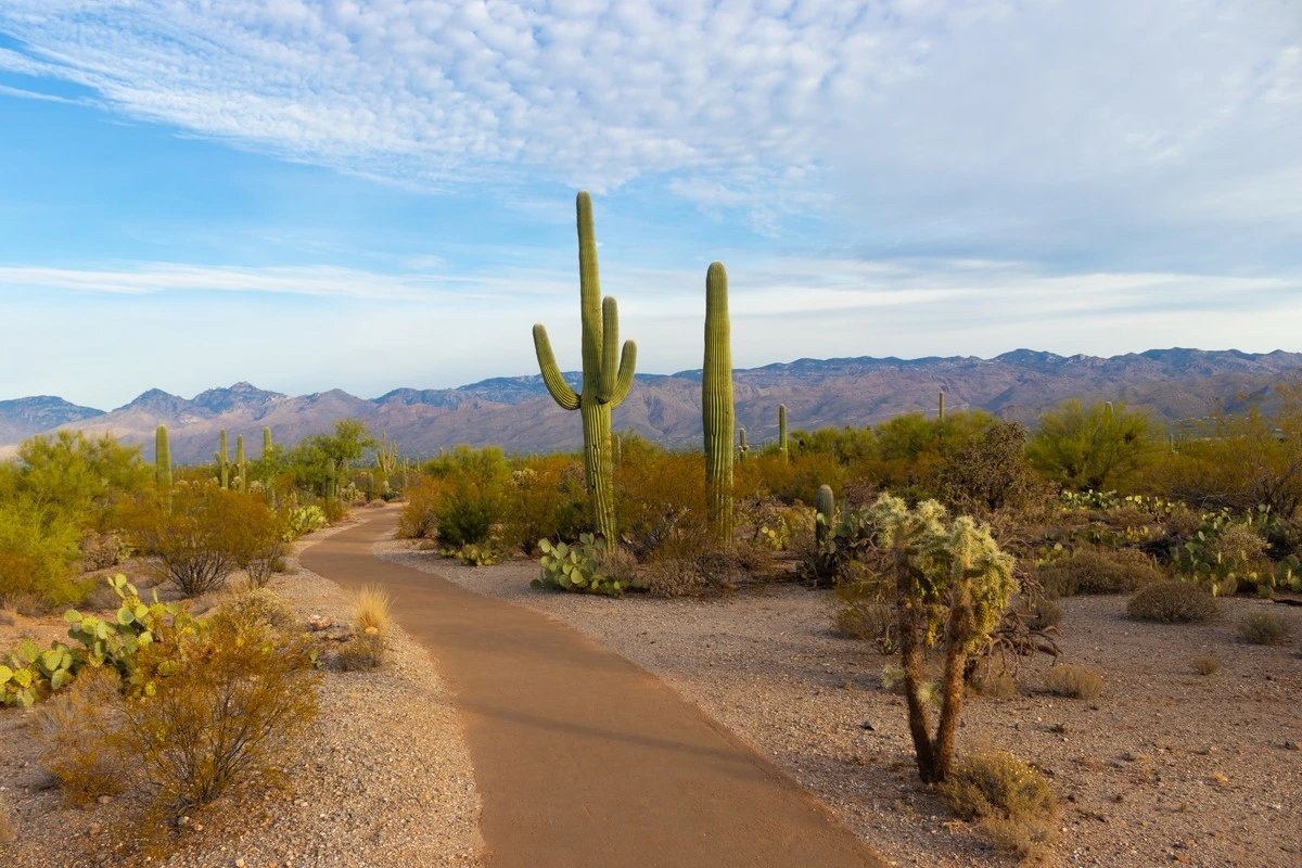 The Cacti of Saguaro National Park