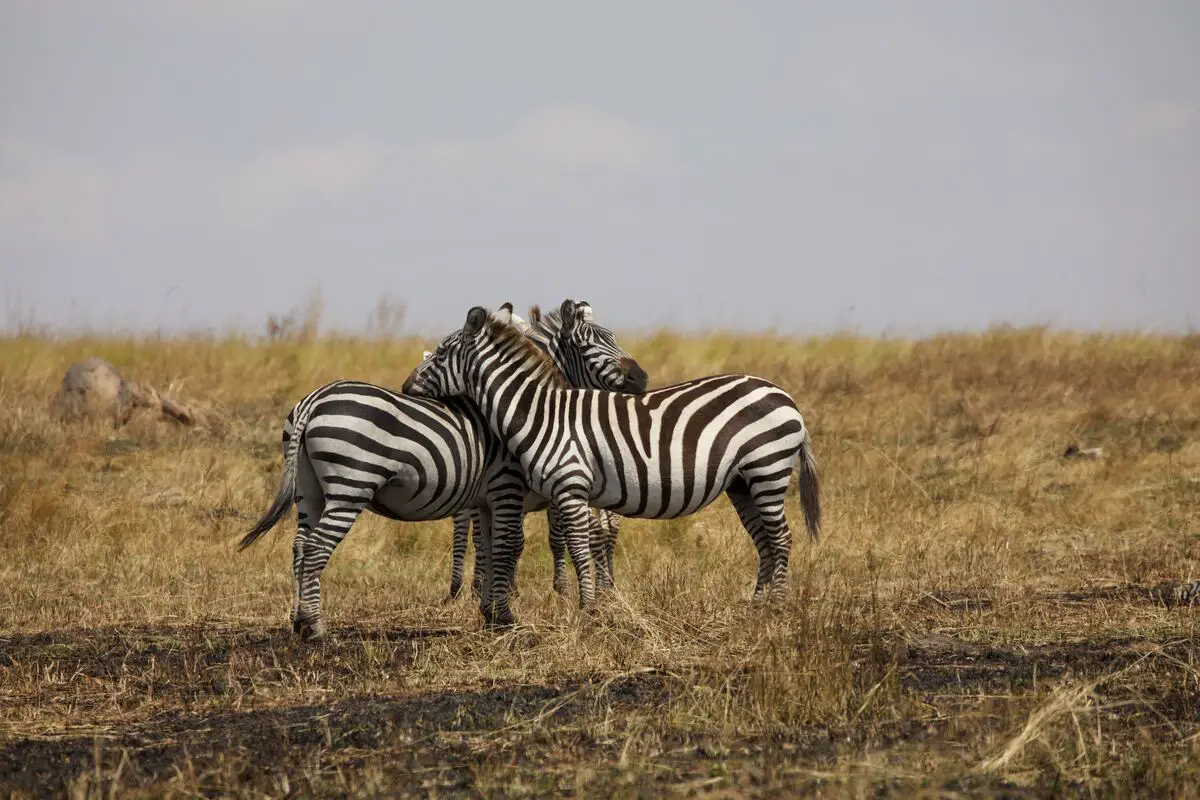 Two zebras in Serengeti National Park