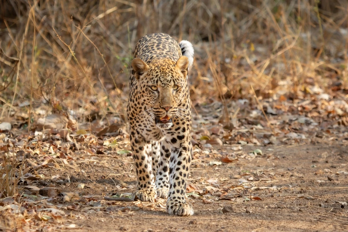 Looking at Leopard in South Luangwa National Park Zambia