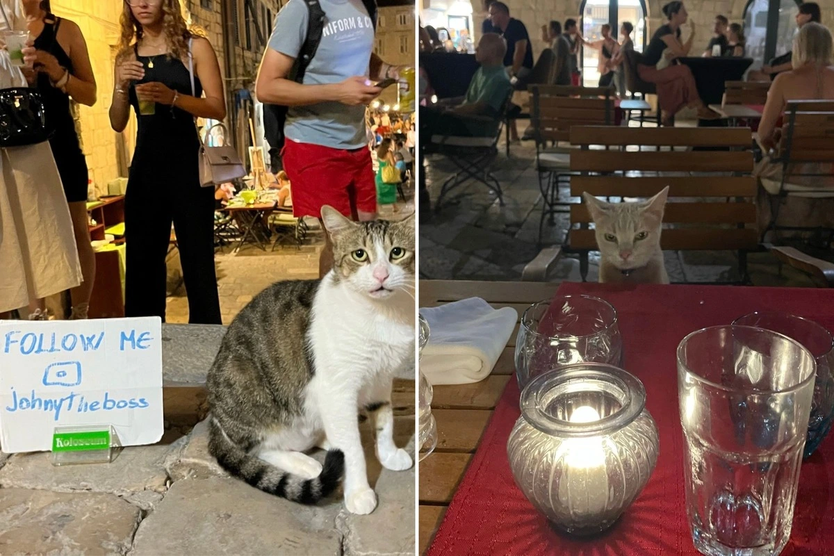 The cats of Dubrovnik