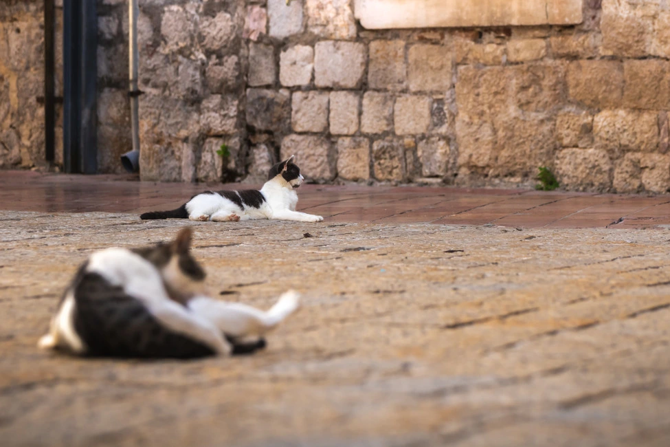 Cats lying on the ground in the Kotor Old Town in Montenegro