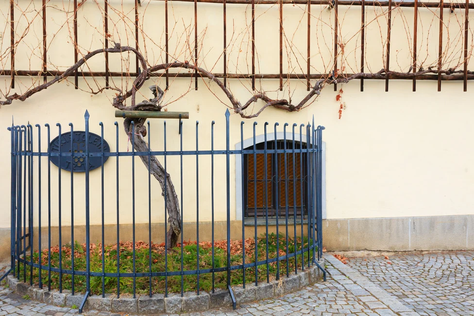 The oldest vine in the world in Maribor, Slovenia