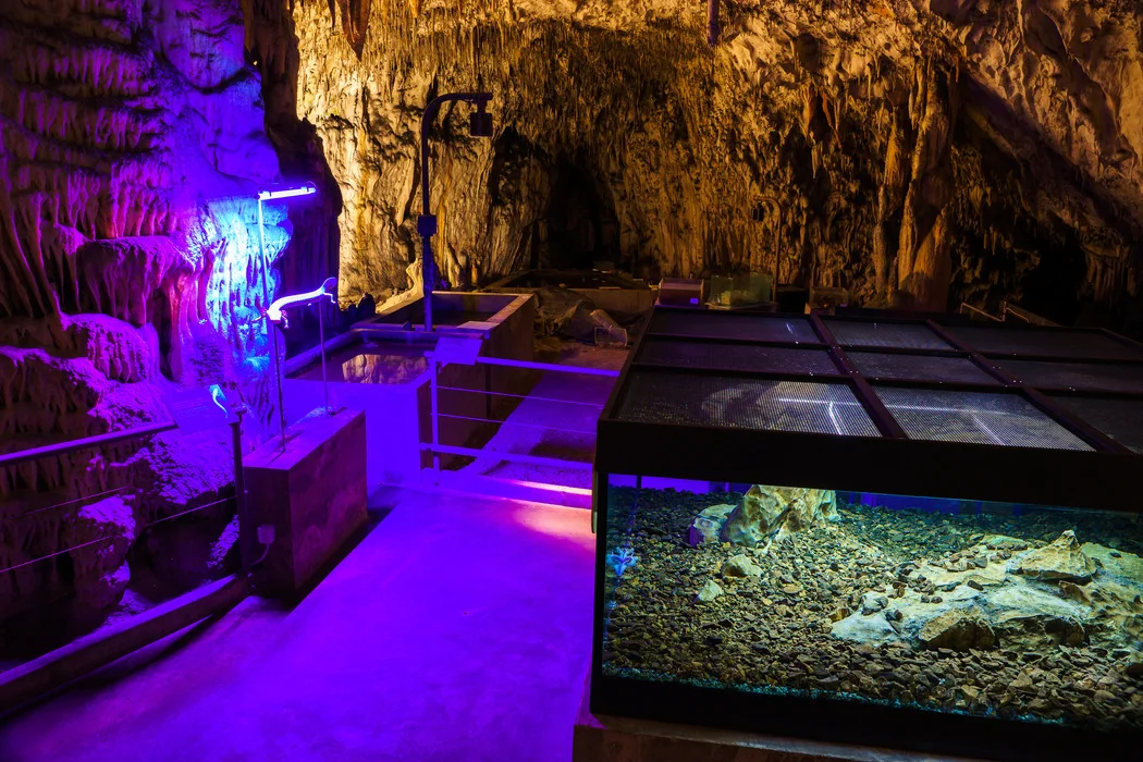 Vivarium exhibition in Postojna Cave