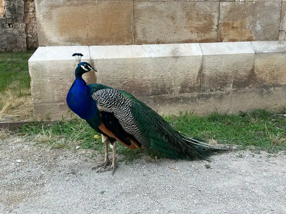 A colourful peacock on Lokrum Island, displaying its blue and green colours against an old stone wall backdrop next to green grass.