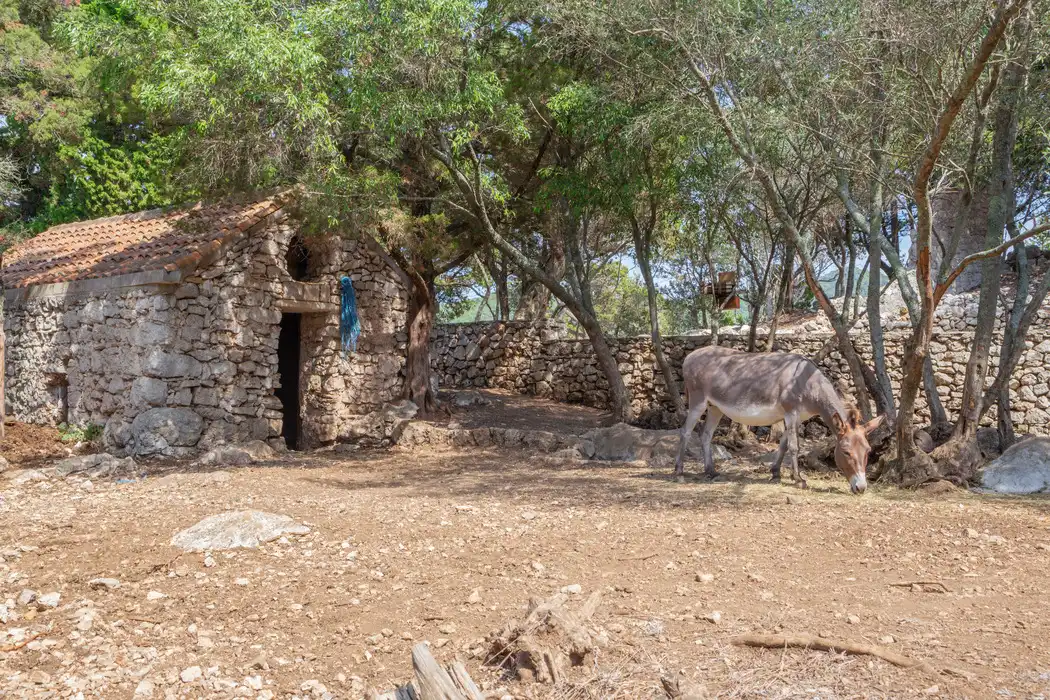 A donkey forages in the Benedictine Monastery gardens on St Mary's Island, Croatia, with the ancient stone structure adorned by a blue scarf and shaded by verdant trees.