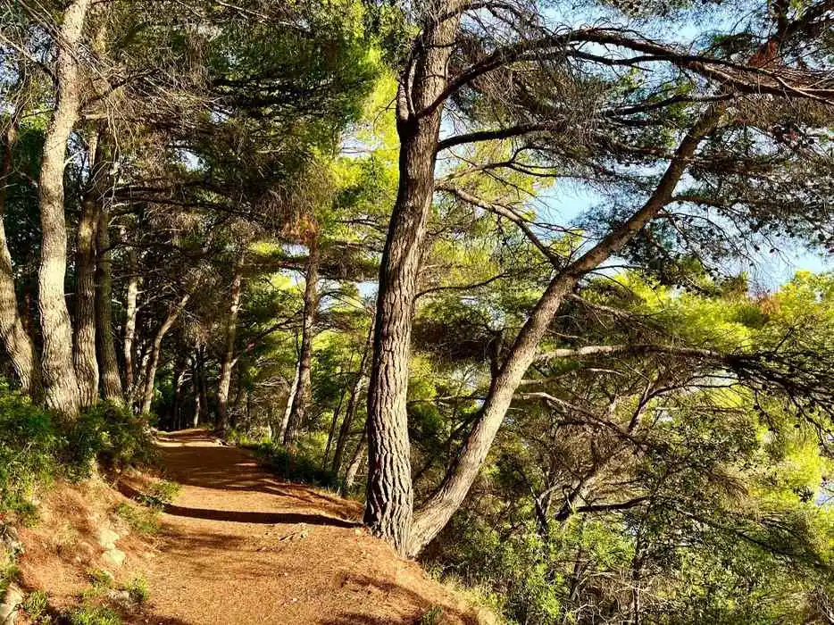 A winding path surrounded by a dense array of pine trees with sunlight casting a warm glow on the forest floor.