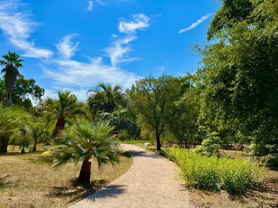 A serene pathway passing through the lush greenery of the Botanical Gardens on Lokrum Island, flanked by vibrant palm trees under a clear blue sky with wispy clouds.