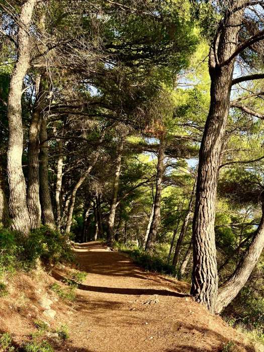 A dense woodland in Sustjepan Hiking Trail in Cavtat