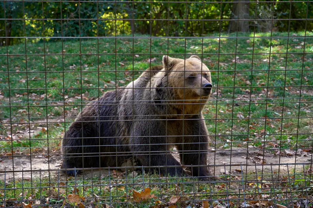 A brown bear behind a metal fence, seemingly at ease, in the natural surroundings of the Libearty Bear Sanctuary Zarnesti, with a backdrop of green trees and scattered autumn leaves on the ground.