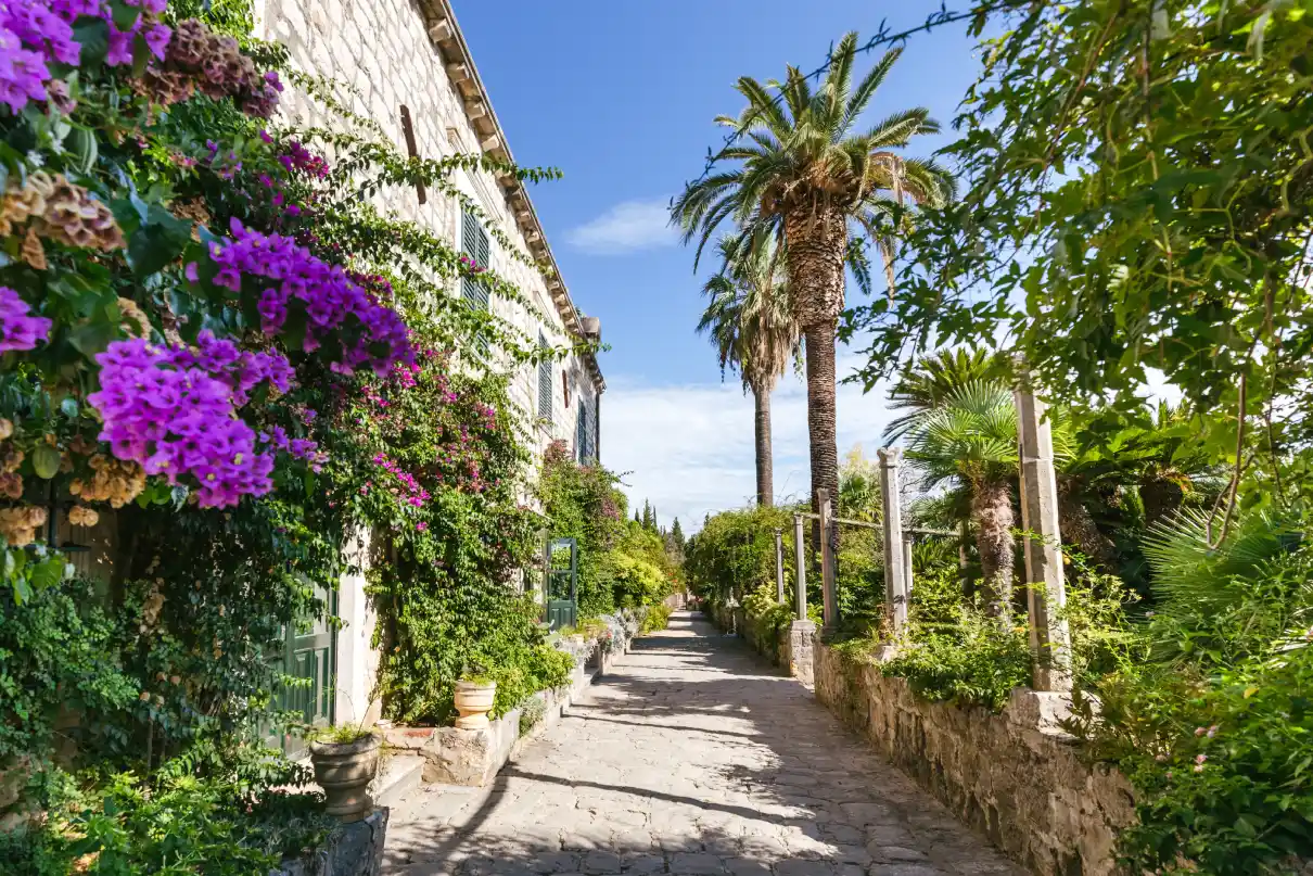 A stone path in Trsteno Arboretum, Croatia with lush greenery, palm trees, and purple bougainvillea, leads past a stone building with green shutters under a clear blue sky