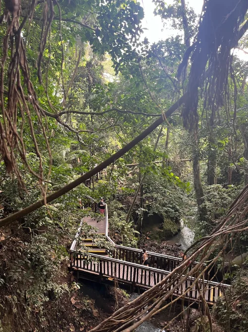 A wooden walkway through a dense jungle greenery at the Sacred Monkey Forest Sanctuary in Ubud, Bali. Large vines and branches can be seen in the scene, while a stream runs beneath the bridge. 