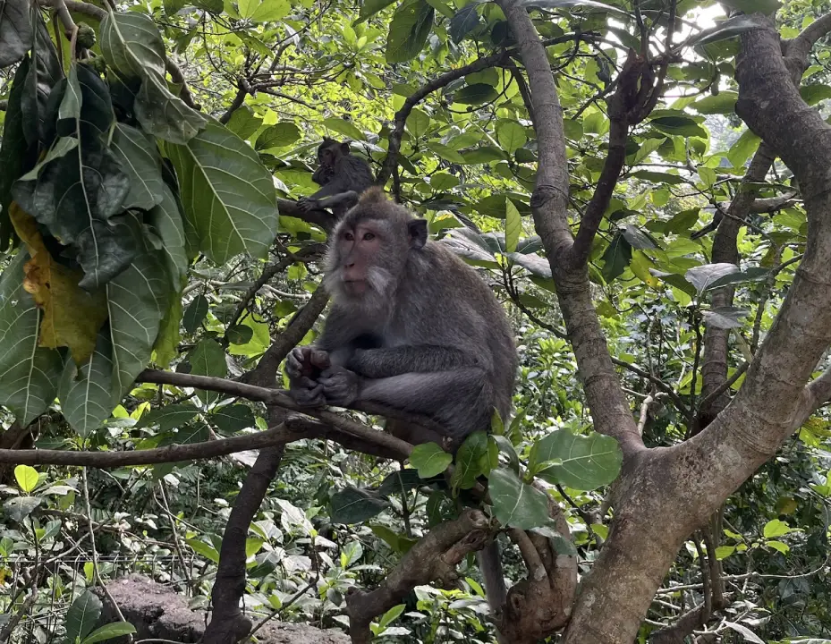 A gray monkey sat on a tree branch surrounded by dense, leafy foliage in the Sacred Monkey Forest Sanctuary, Ubud. Another smaller monkey can be seen in the background, partially hidden among the leaves. 