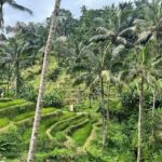 Tegallalang Rice Terraces in Bali. Seen in view are green rice paddies layered across the hillside and next to tall palm trees.