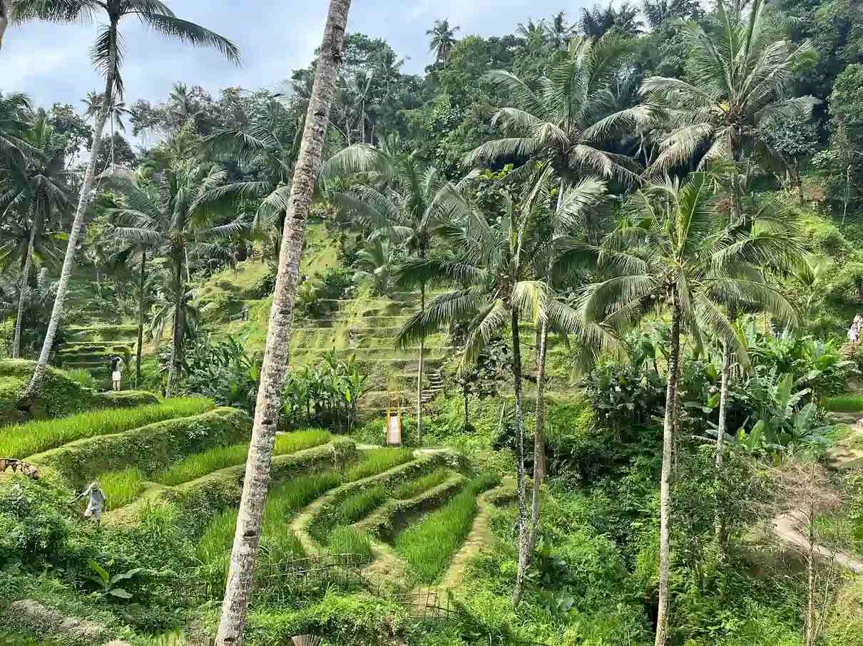 Tegallalang Rice Terraces in Bali. Seen in view are green rice paddies layered across the hillside and next to tall palm trees.